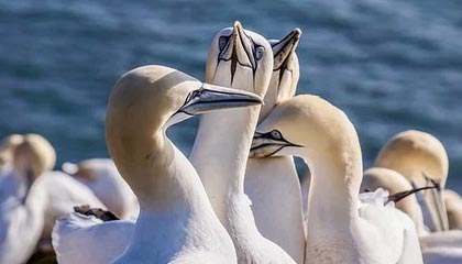 -未来潜力无限：澳大利亚队如何在乒乓世界舞台再创新高，澳大利亚乒乓球公开赛