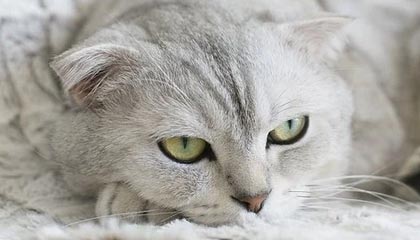 九游官网pc-外援政策需更加合理科学，外援保护政策