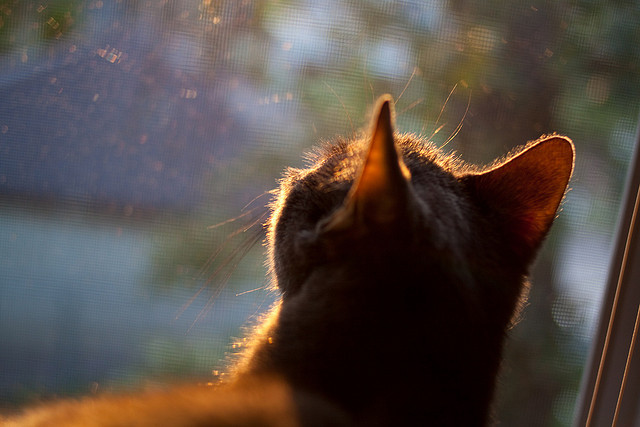 世界冠军划水次数控制在30以内?,滑水世界冠军