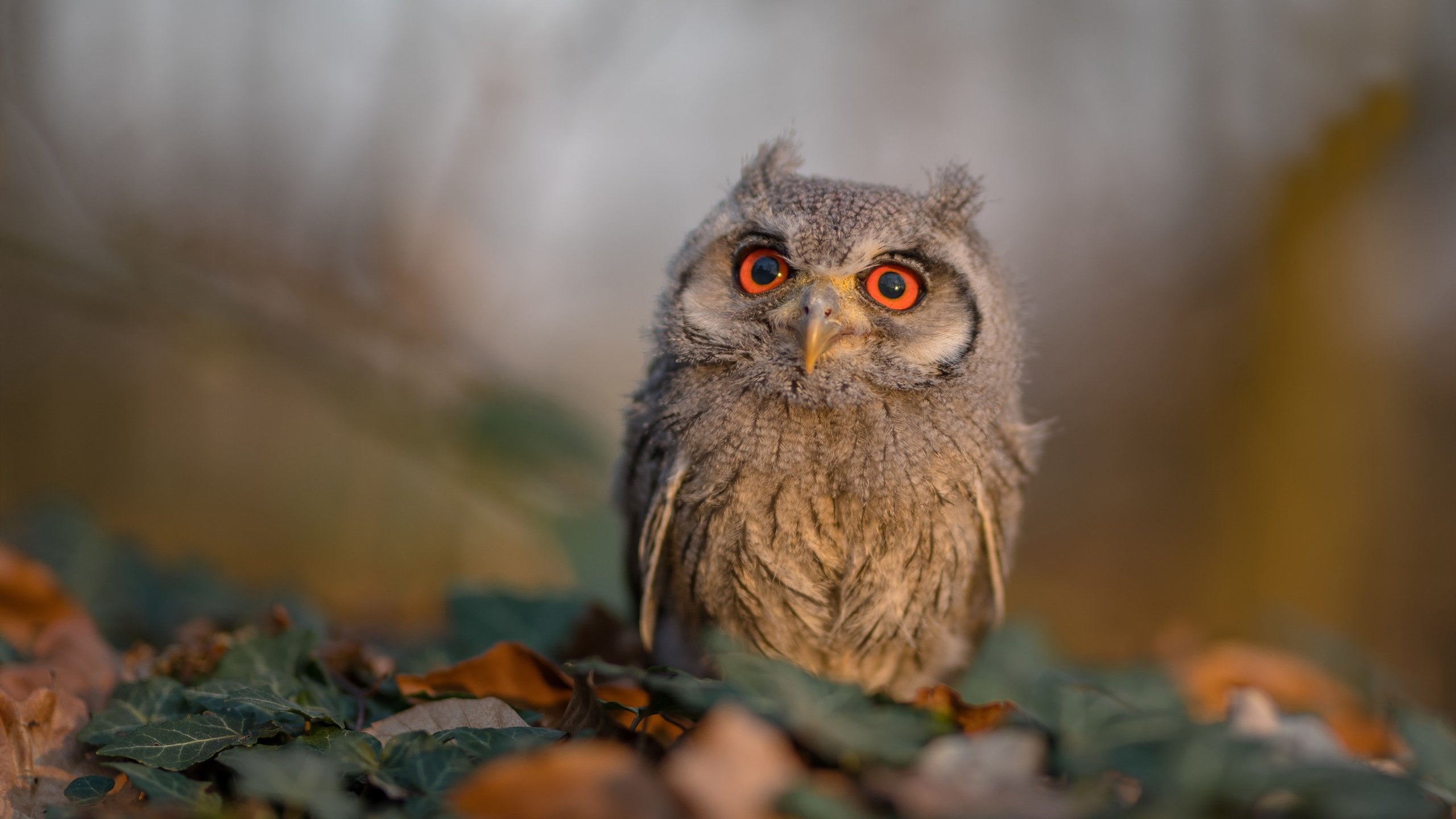 全民健身公共设施资源地图上线便民查询,全民健身服务