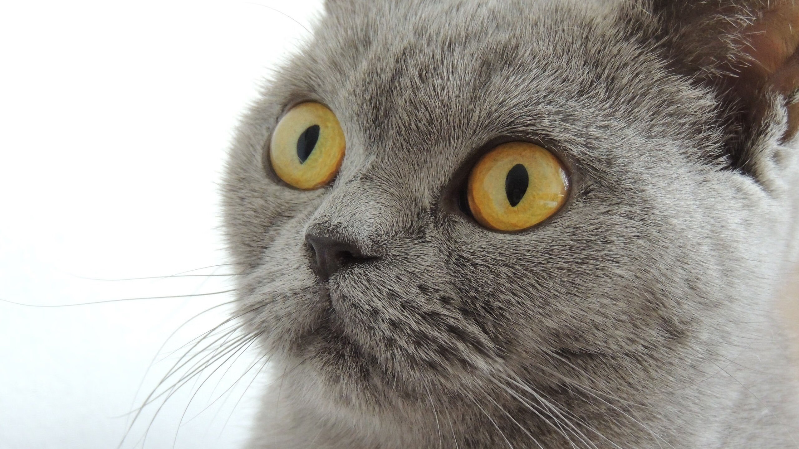 九游app官网下载-波兰队赛制解读：如何在团体赛中提升整体战术素养，波兰队阵型