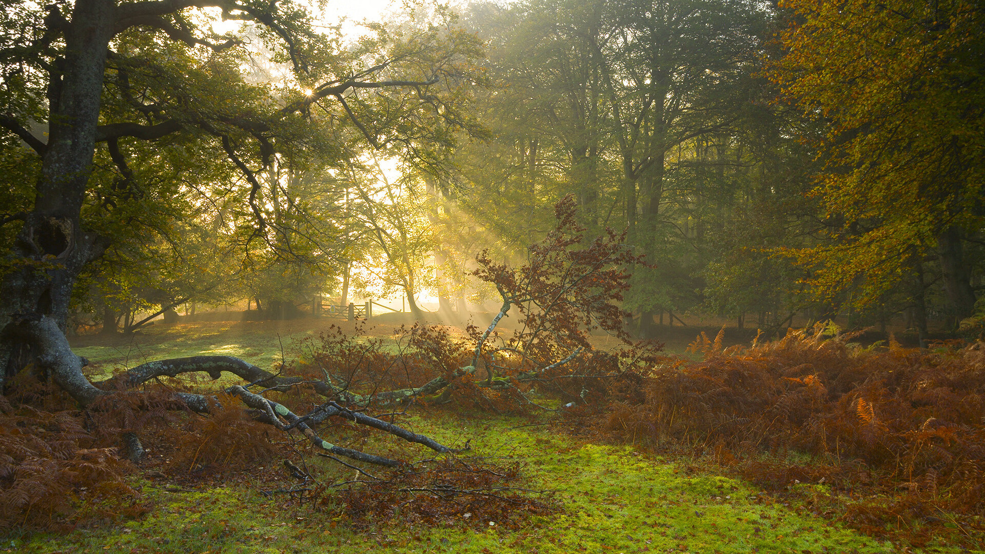 “马科斯·莫奇的坚韧拼搏与精准封堵，帮助美洲狮队屡创佳绩”