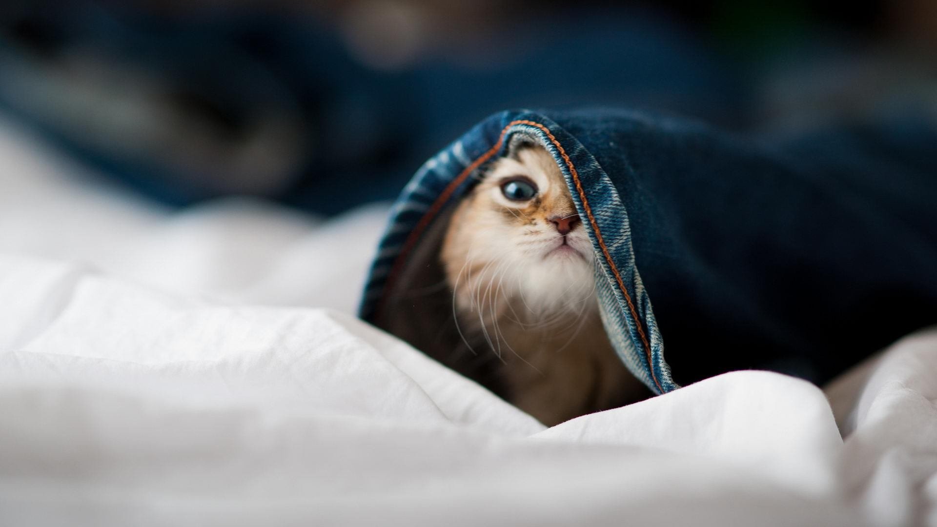 Jiu You-库里回应外界质疑称会继续坚持热爱，库里宣布