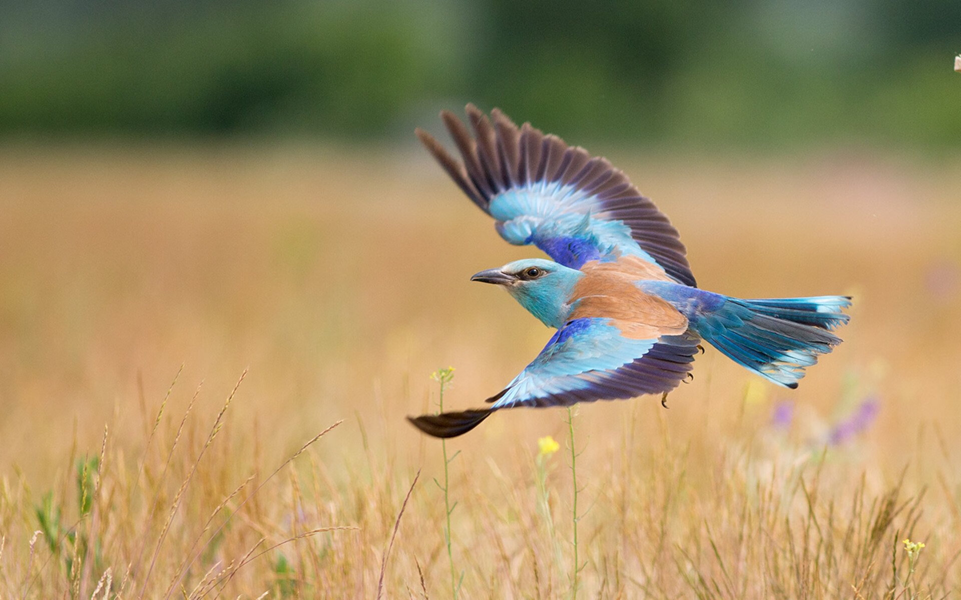 意甲经典梦幻配合:瞬间点燃球迷激情,意甲集锦
