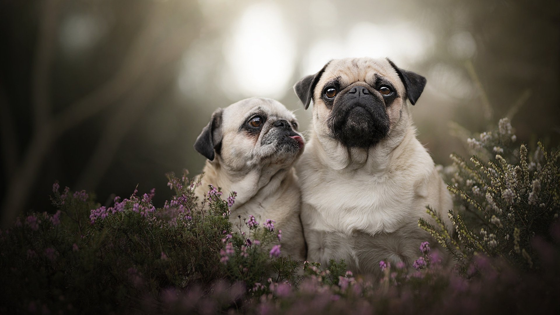 英超冲刺猛攻：最后时刻的精彩奇迹！，英超火爆